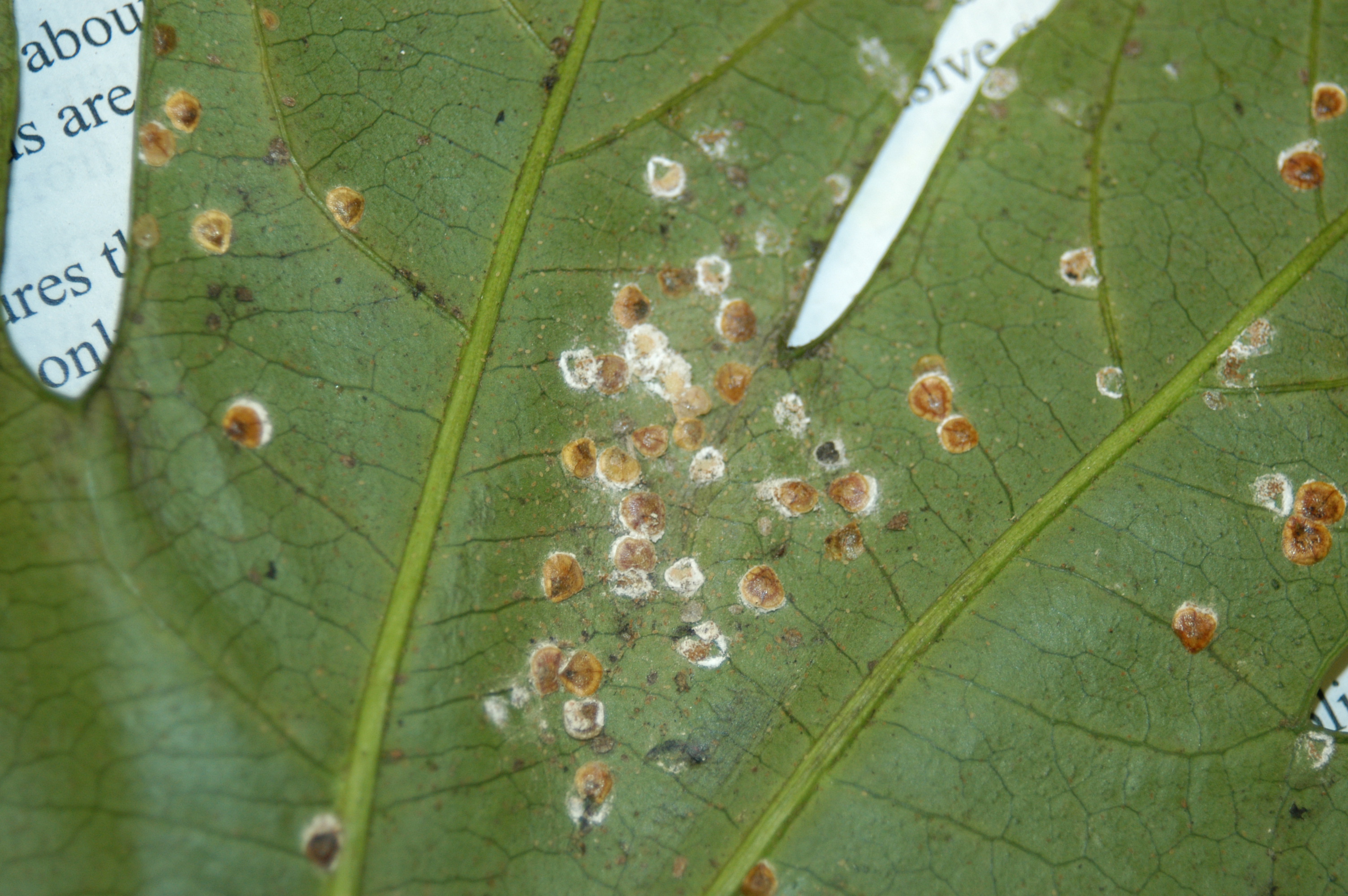Pyriform scale
