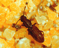 grain beetle