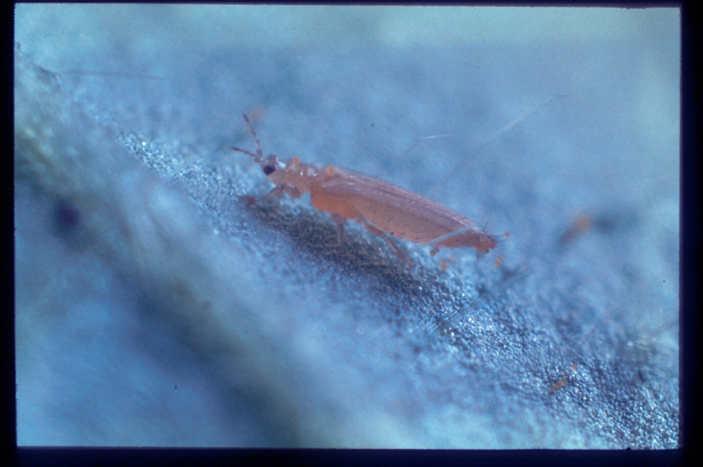 thrips