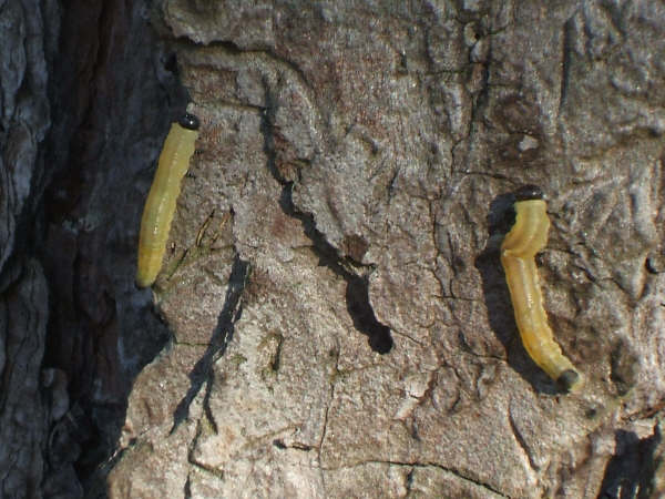 Sawflies