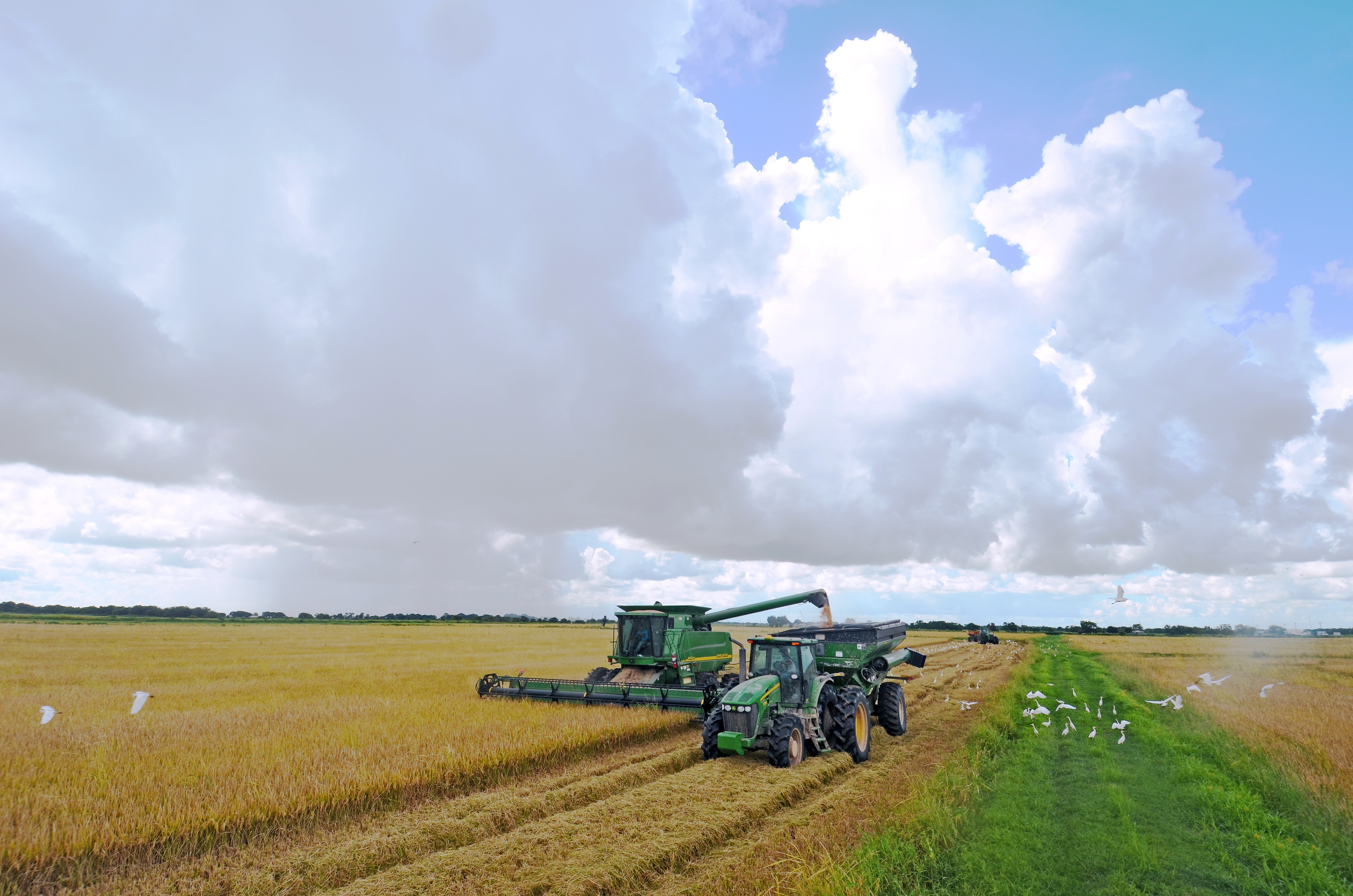 Rice harvest a mixed bag for Louisiana farmers