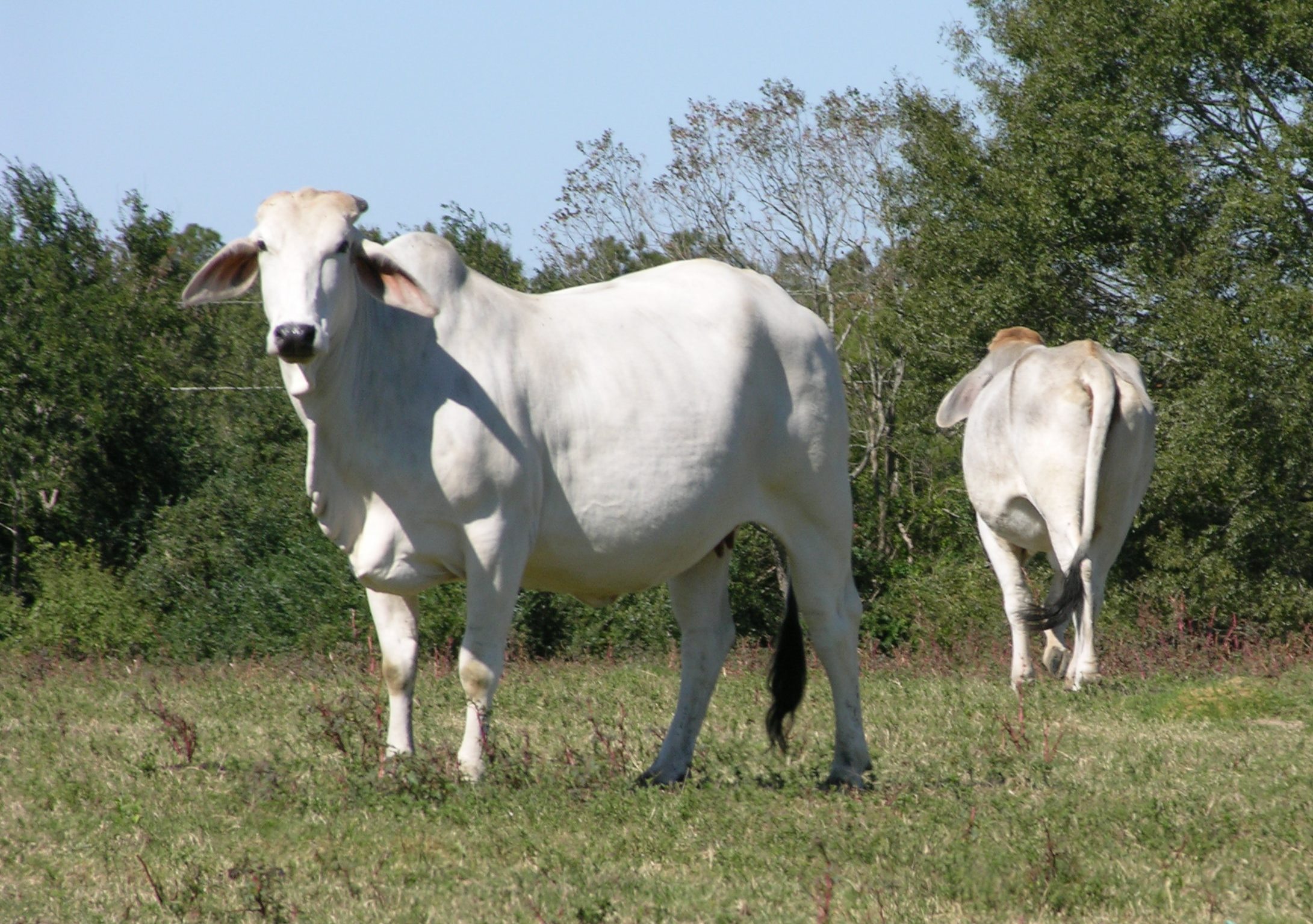 Decade-long project improves characteristics of Brahman cattle