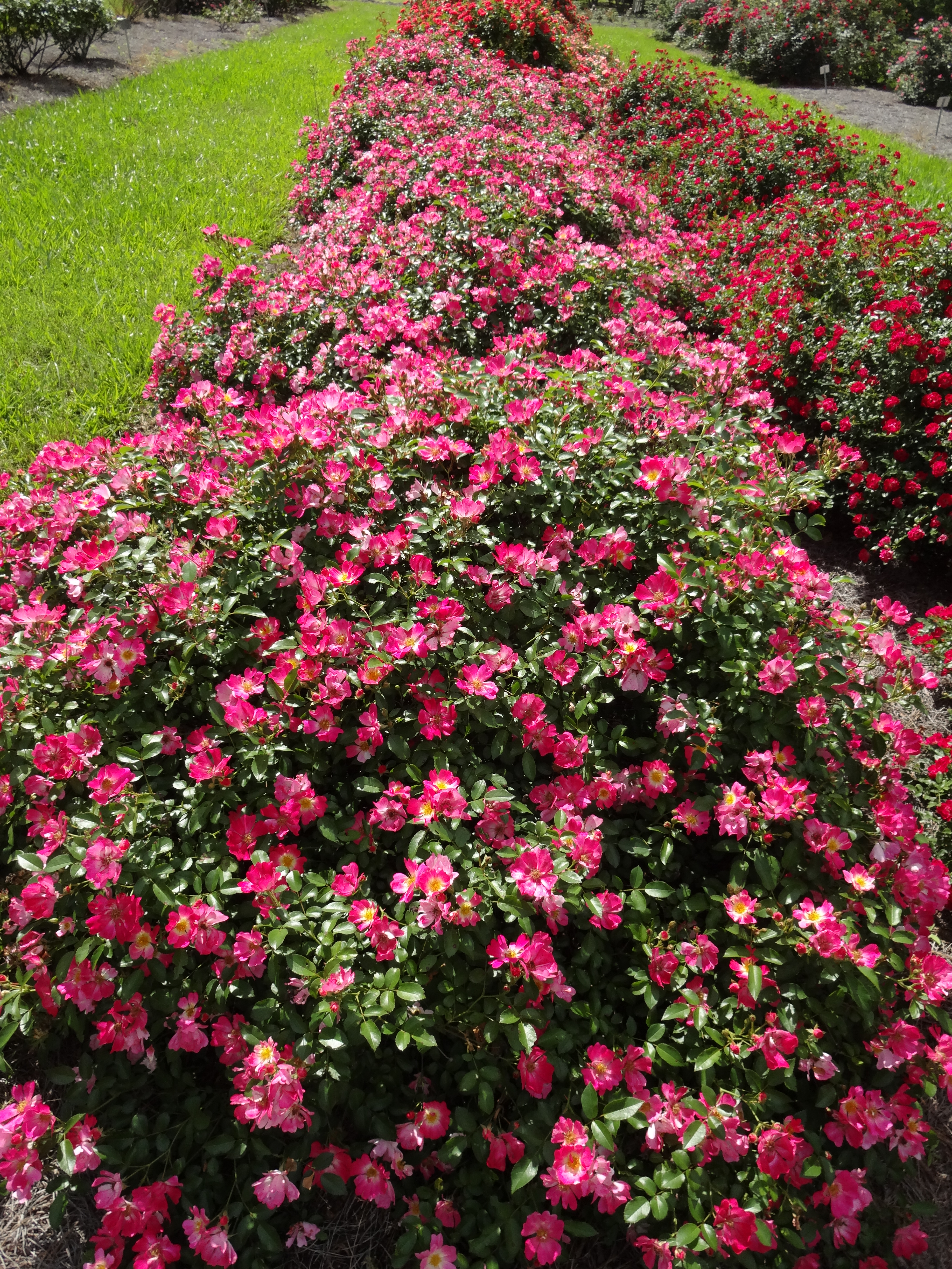 Drift roses offer smaller plants, great blooms