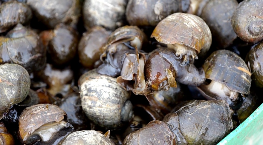 AgCenter researchers are investigating ways to mitigate invasive pests