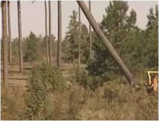 Video: Felling and Skidding
