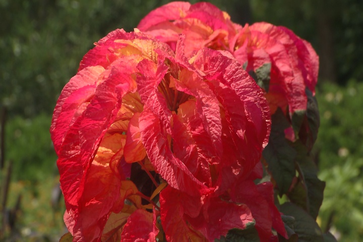 Amaranthus tricolor a towering beauty