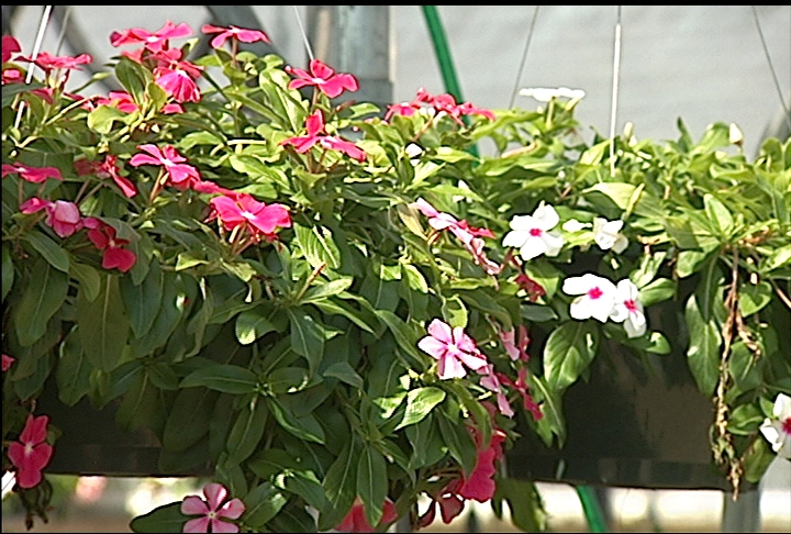 Hanging baskets lift up flowers