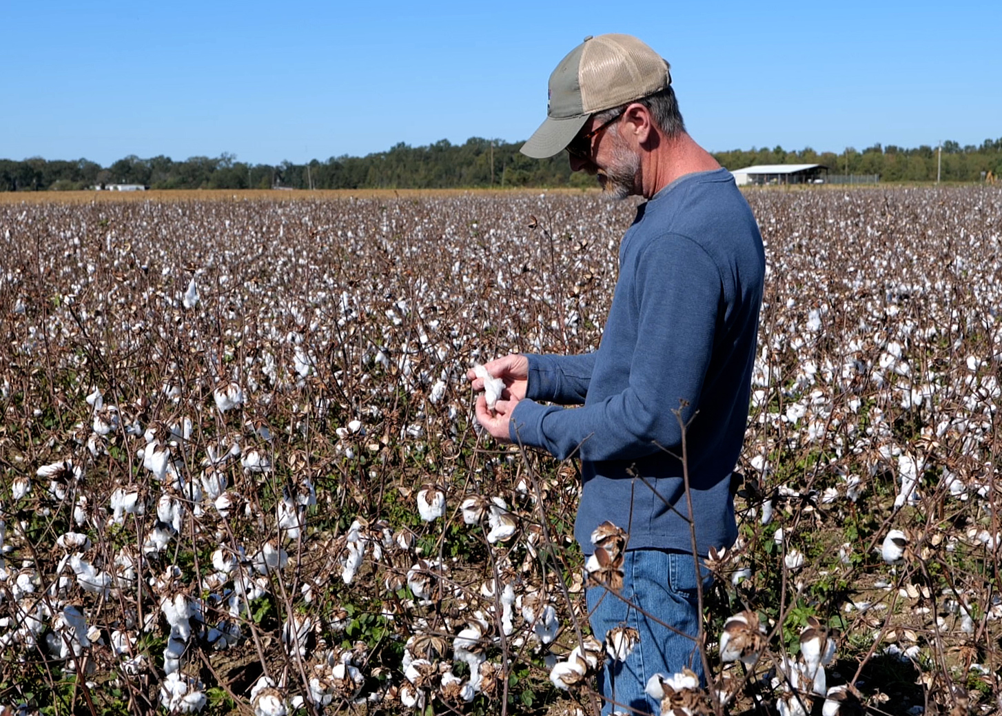 Trey price in a field of cotton.