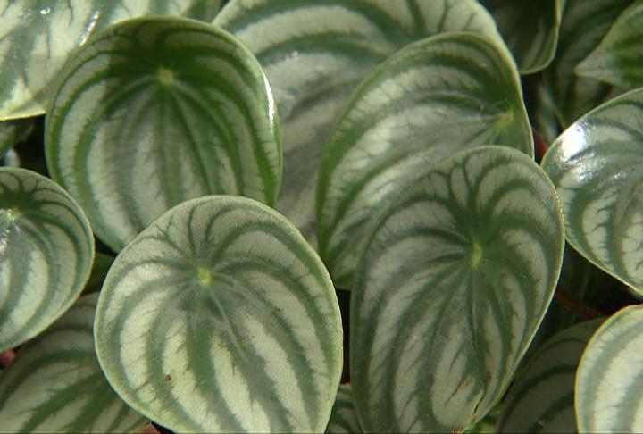 Peperomia plants make a comeback