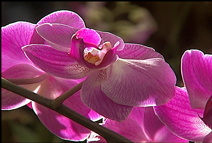 Moth orchids are easy to care for