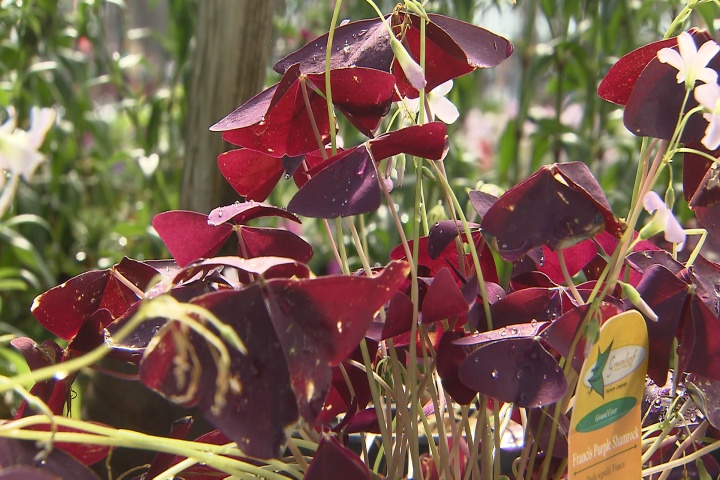 Purple shamrock has striking color, unique shape