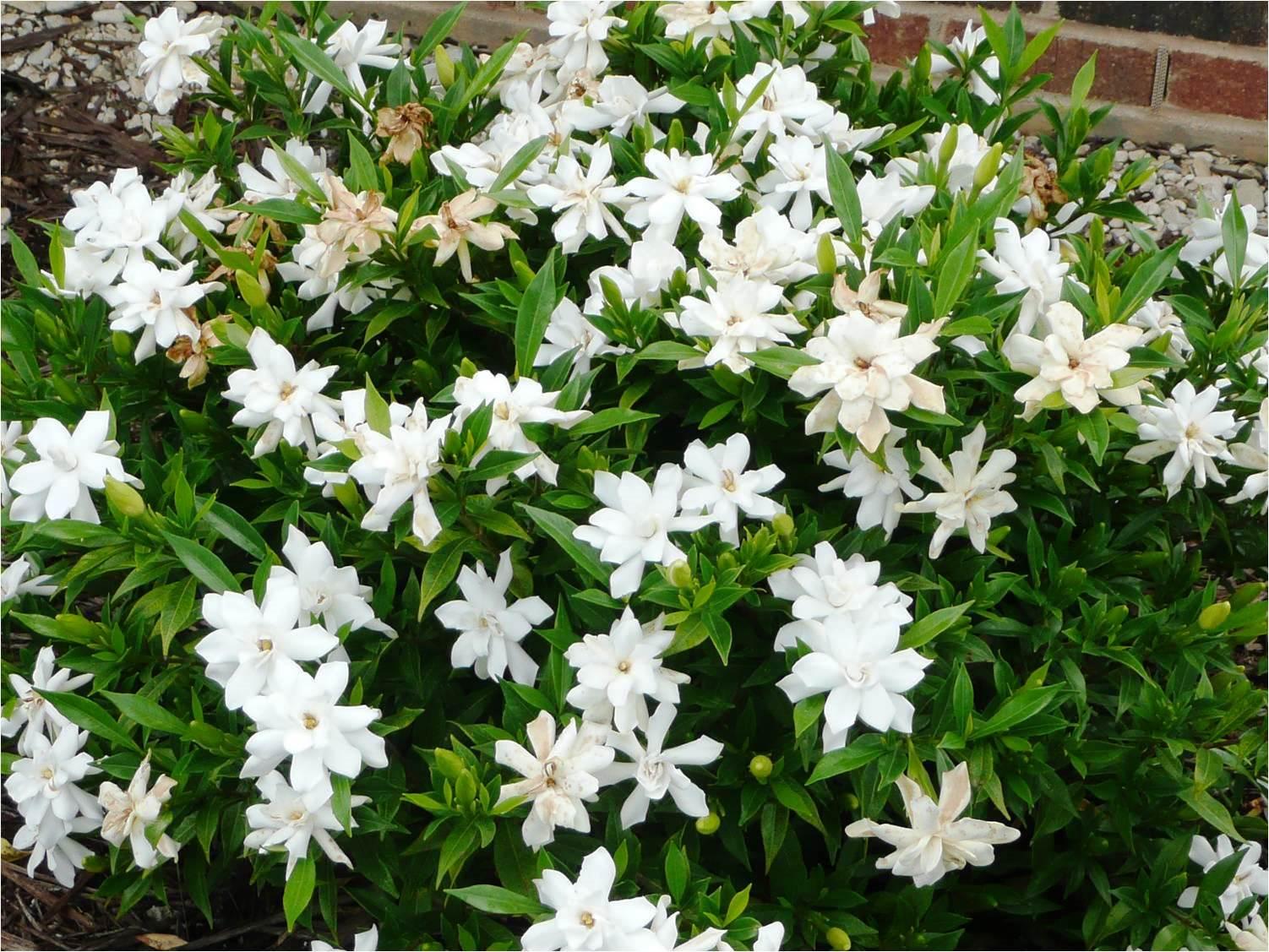 Frostproof Gardenia – Ornamental Plant of the Week for May 4, 2015