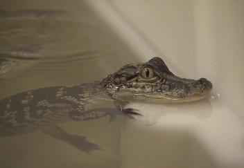 AgCenter opens alligator research facility