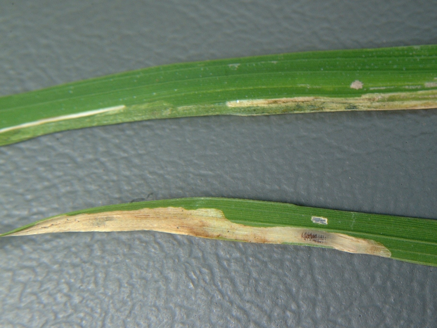 Rice Leaf Miner Pupa 2