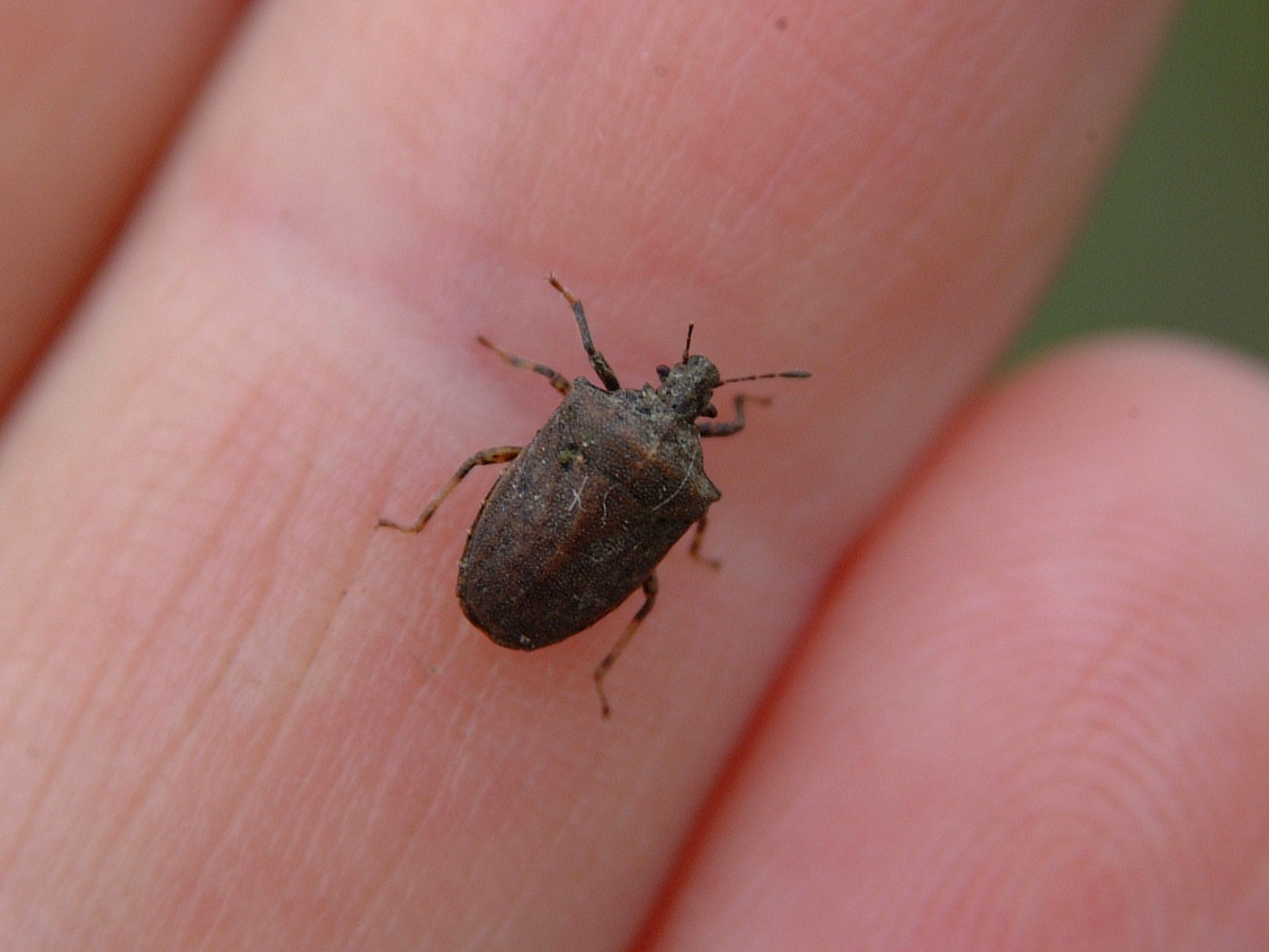 Amaurochrous Dubius Adult 3