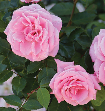Close up photo of pink roses in a landscape bed with brick house in the background.