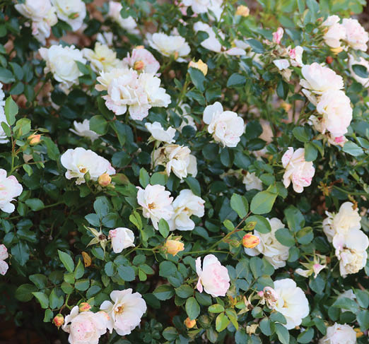 Photo of small white and yellow rose blooms in a landscape bed with brick house in the background.