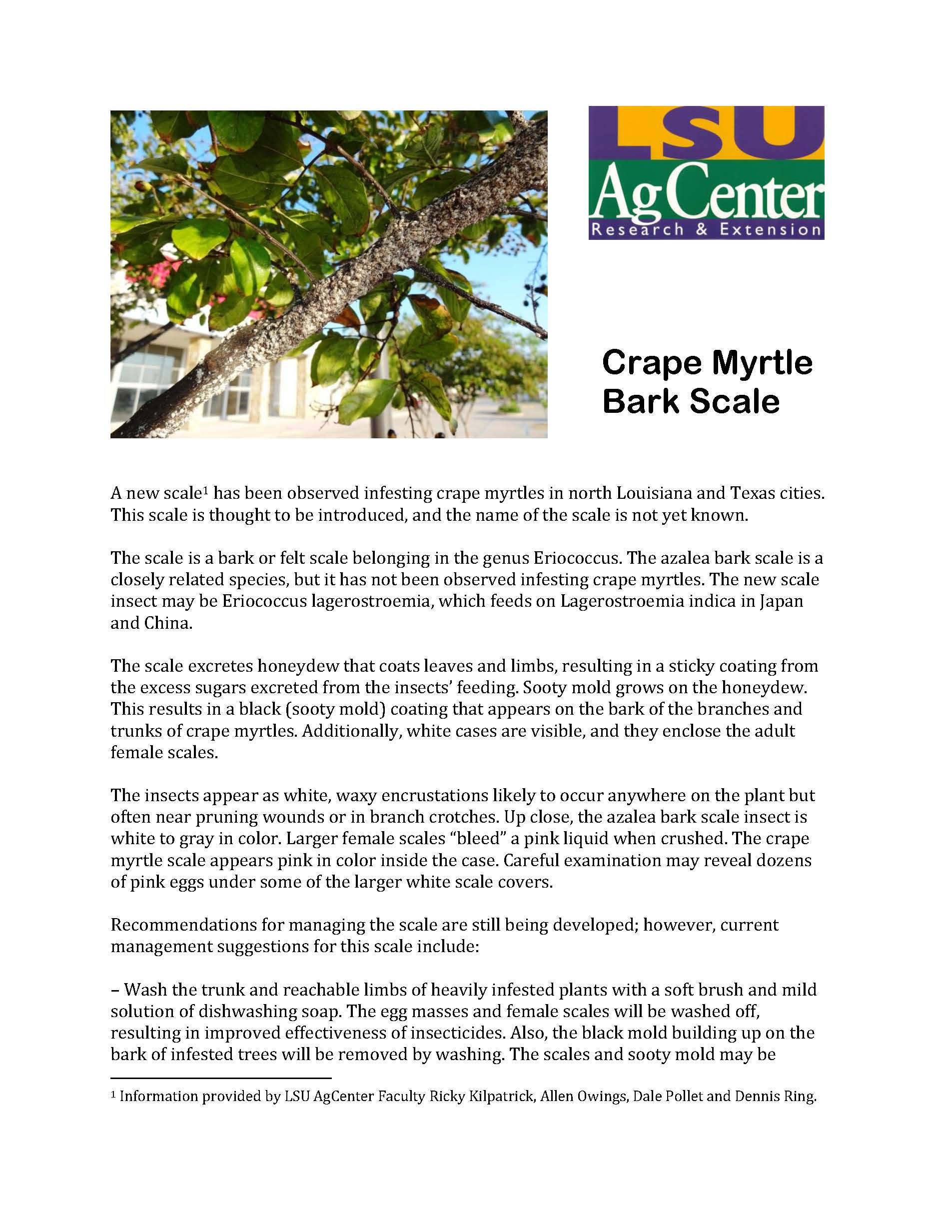 Crape Myrtle Bark Scale Fact Sheet