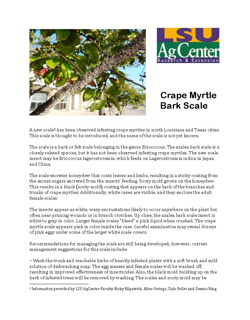 Crape Myrtle Bark Scale
