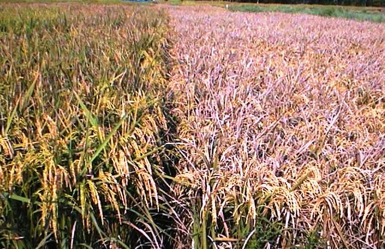 Very Susceptible and Moderately Resistant Varieties