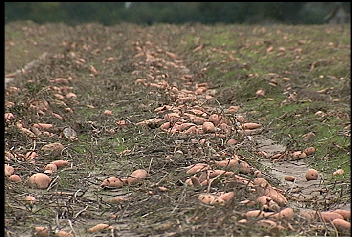 Rain marks 2009 La. agriculture production