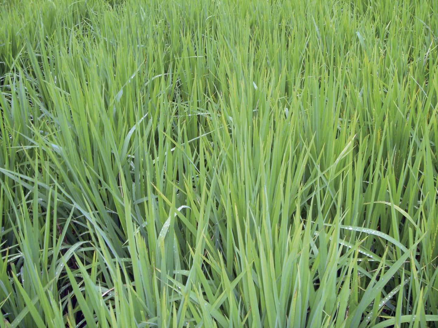 New Options for Managing Weeds in Clearfield Rice