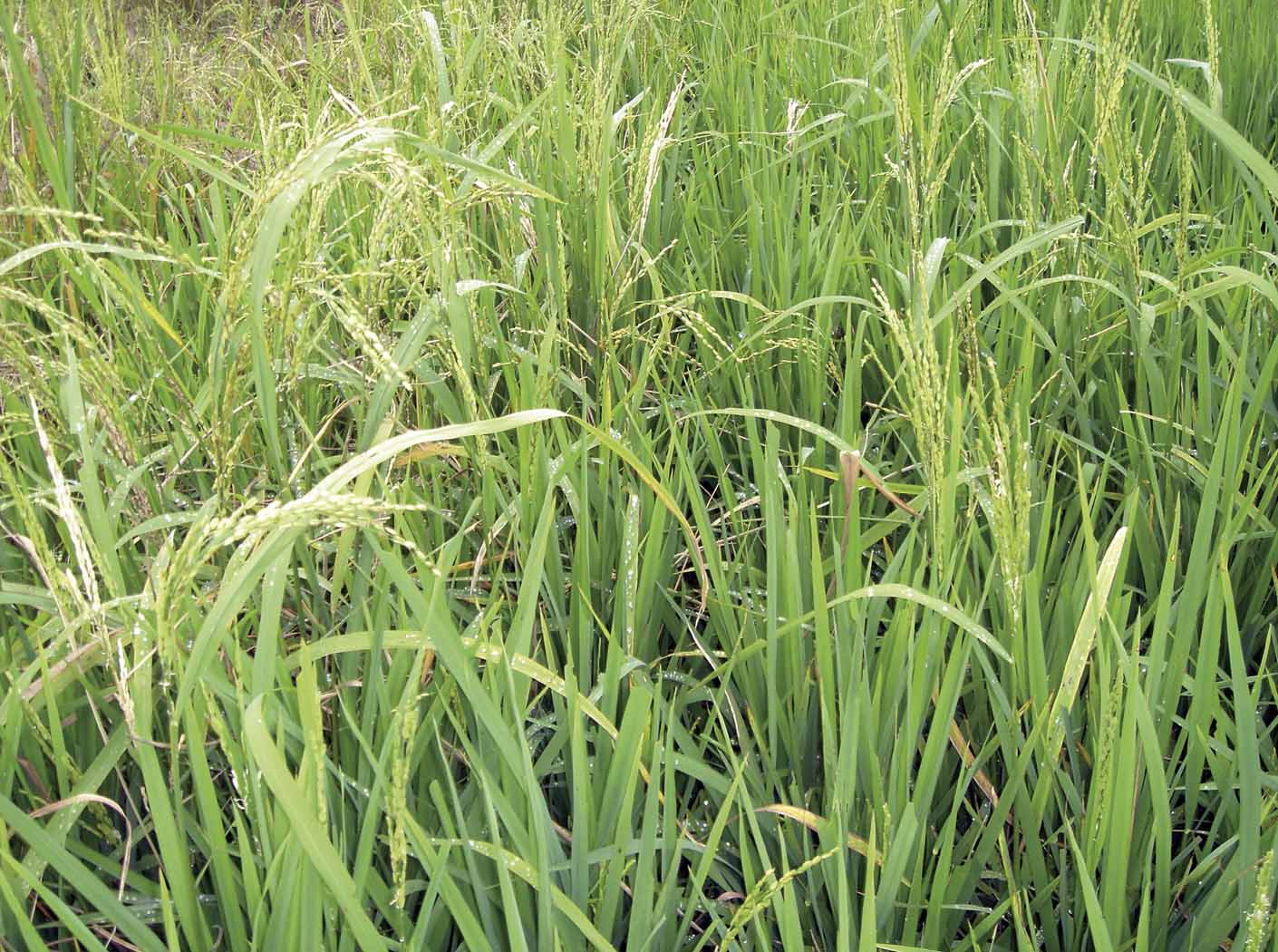 control plot,