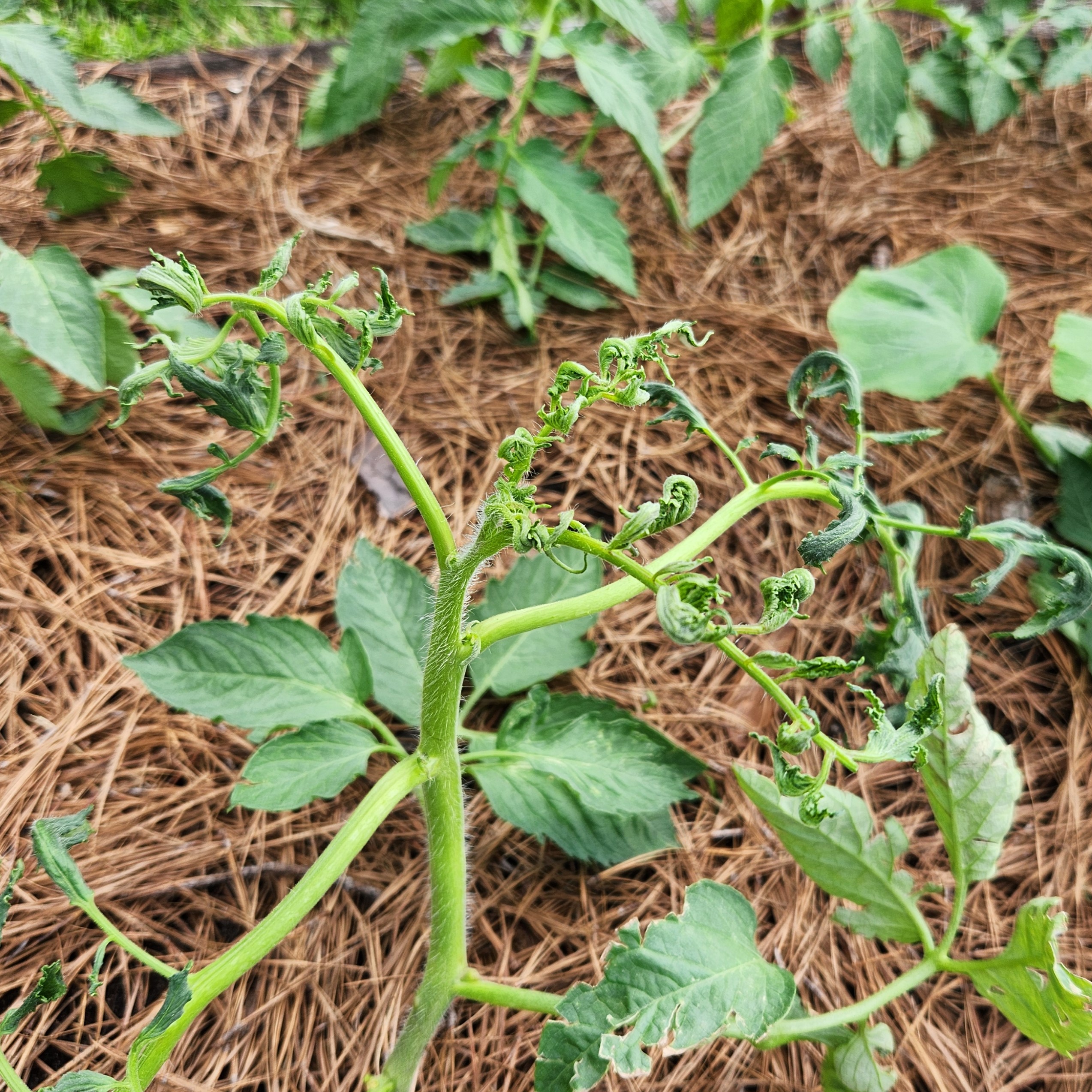 Troubleshooting Raised Bed Problems: Part 2
