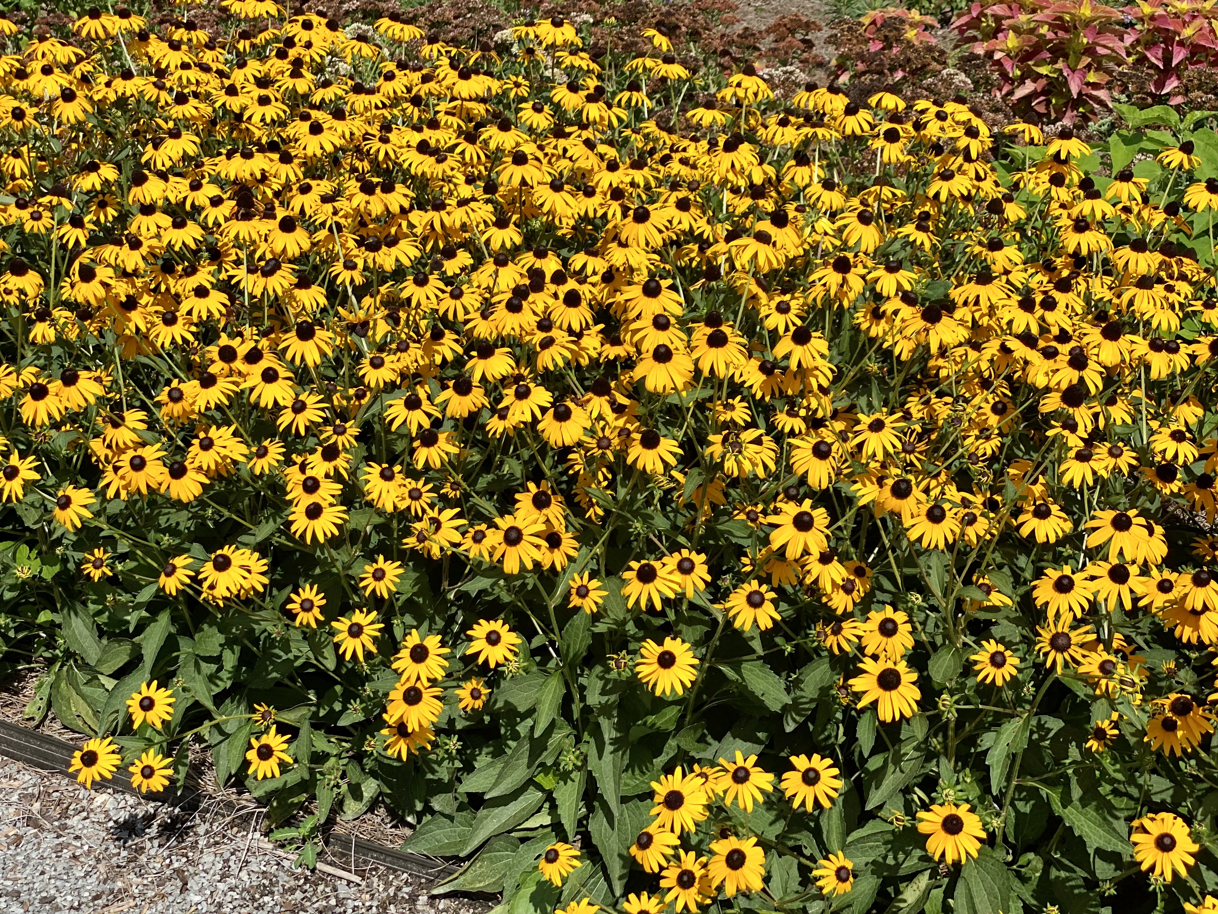 Rudbeckia is a bright, cheerful addition to gardens and landscapes