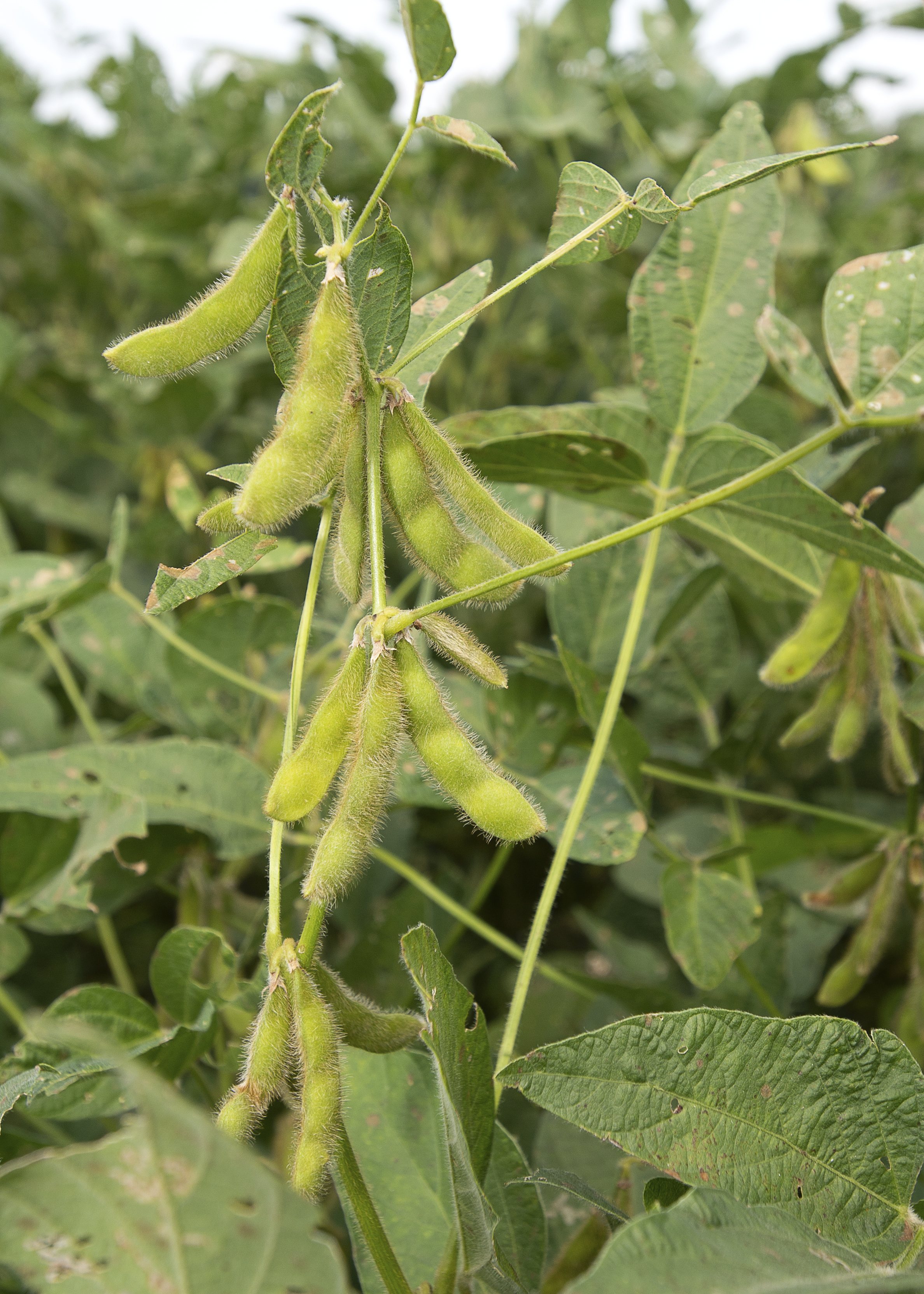 AgCenter to host Soybean Production School Sept. 10