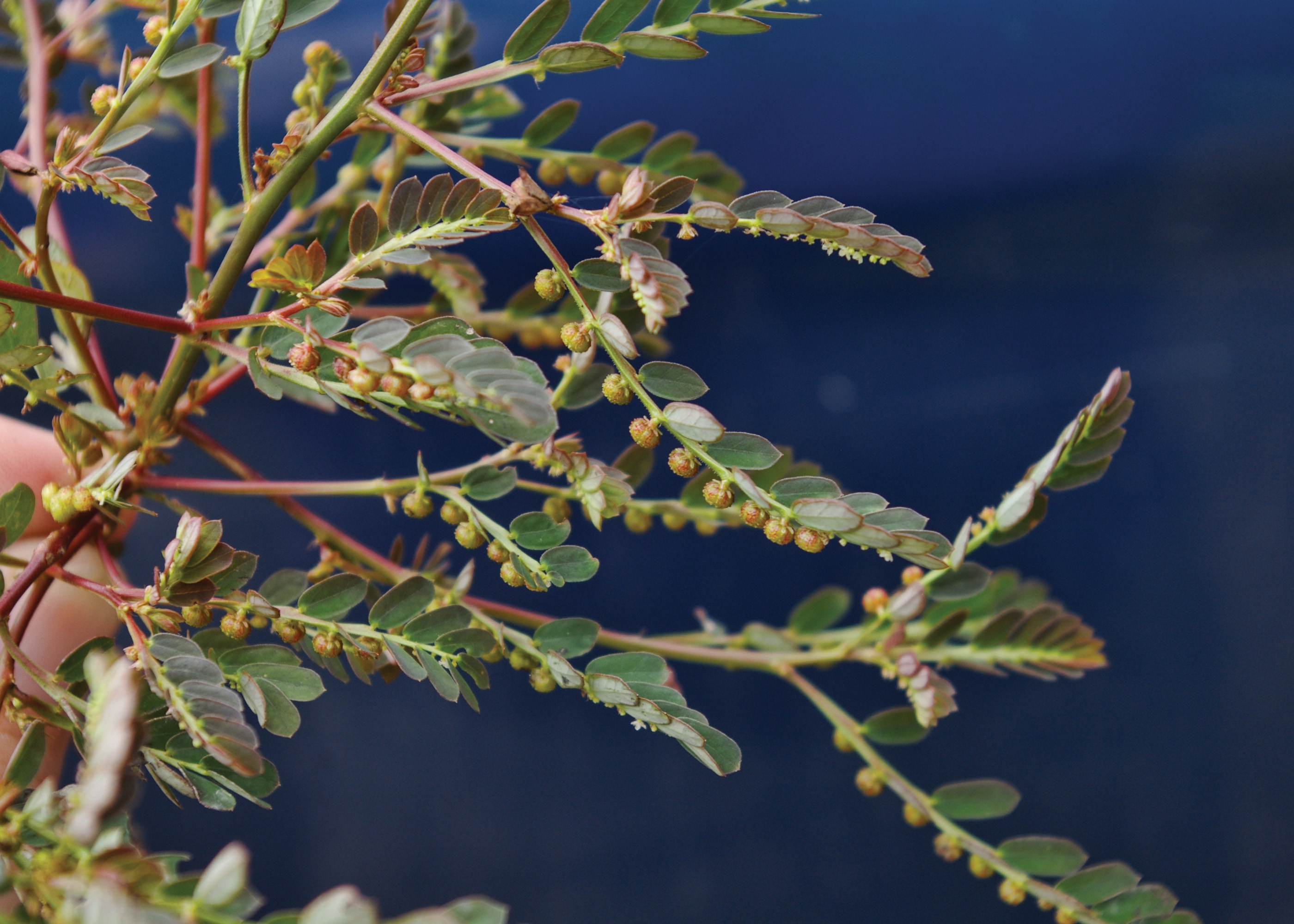 Chamberbitter: Invasive and Difficult to Control