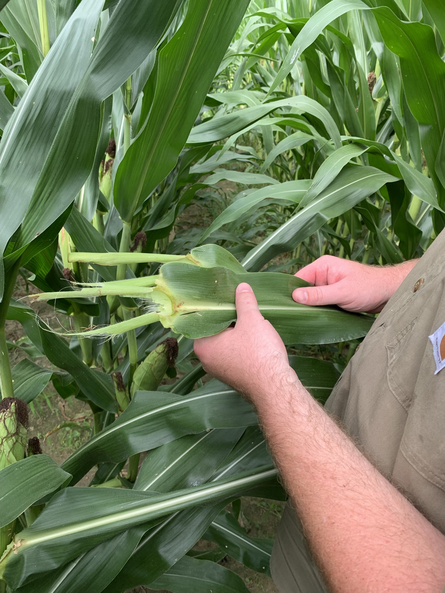 Corn tests compare hybrids, analyze phosphorous and potassium rates