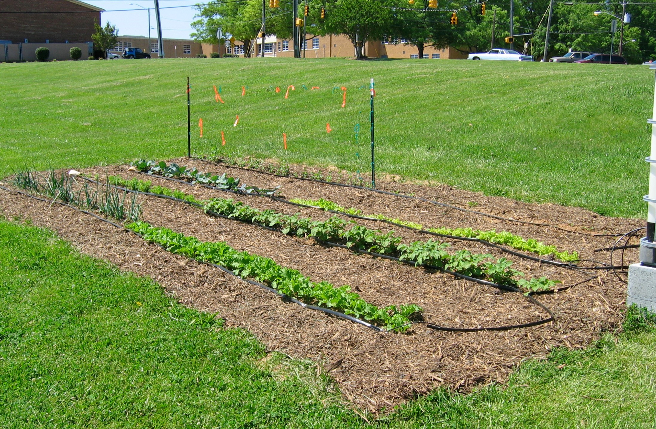 Managing Weeds in the Vegetable Garden, Part 3: Non-Herbicide Practices