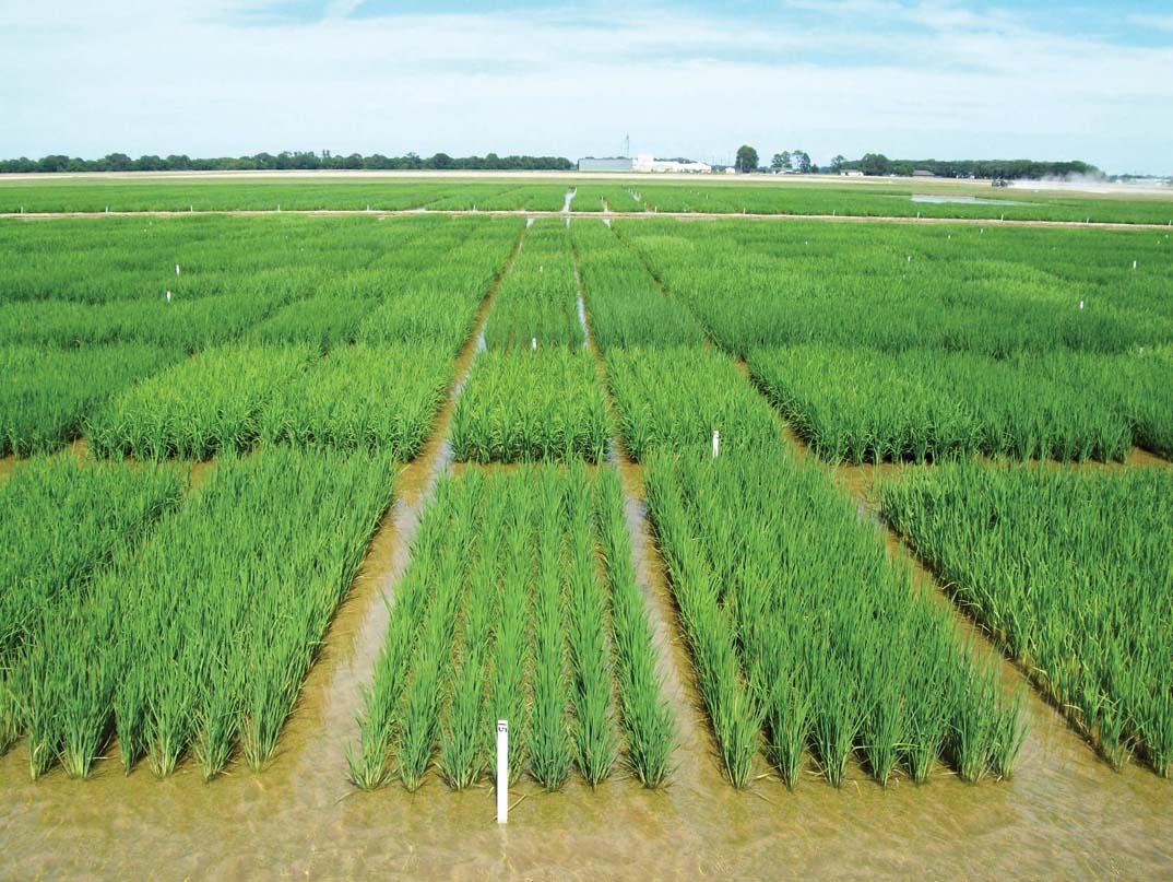 Rice Variety Development