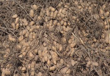 Louisiana peanut crop small in size but high in yield
