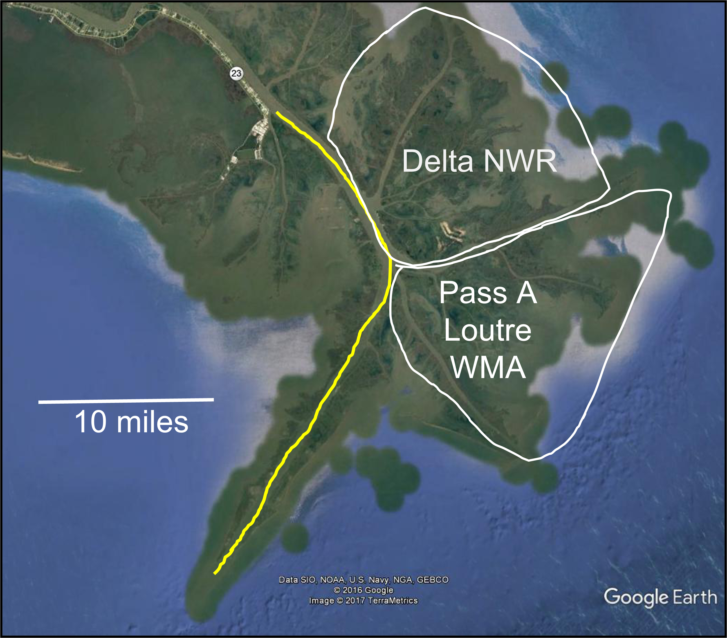 Nyman, Others Explore Dieback of Roseau Cane at the Mouth of the Mississippi River