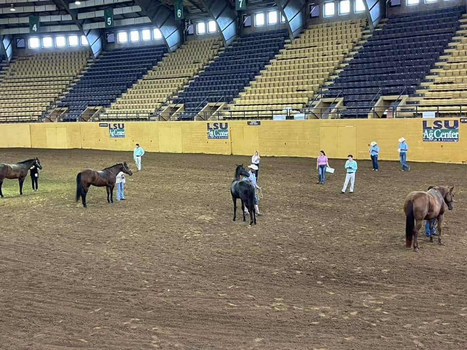 Horse judging participants judge a set of quarter horses as part of their competition.