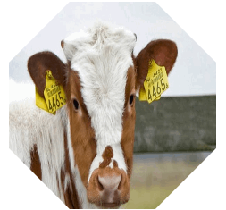 Cowpng
