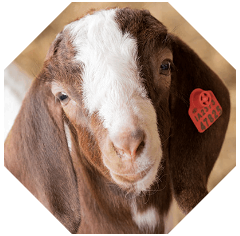 goatpng