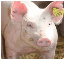 pigpng