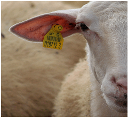sheeppng