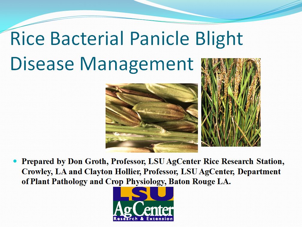 Rice Bacterial Panicle Blight Management 2013