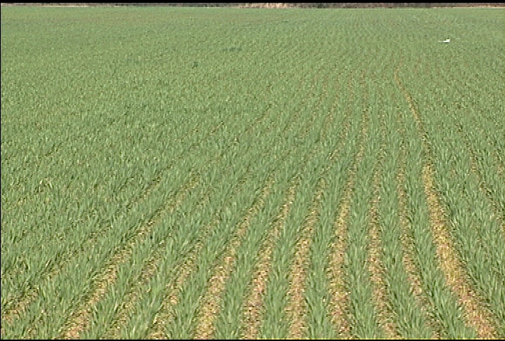 Wet winter affects spring planting wheat crop