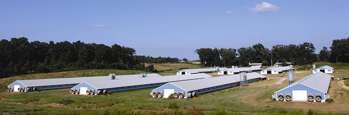 Nonruminent Farm Animals: A Major Contributer to Louisiana's Economy