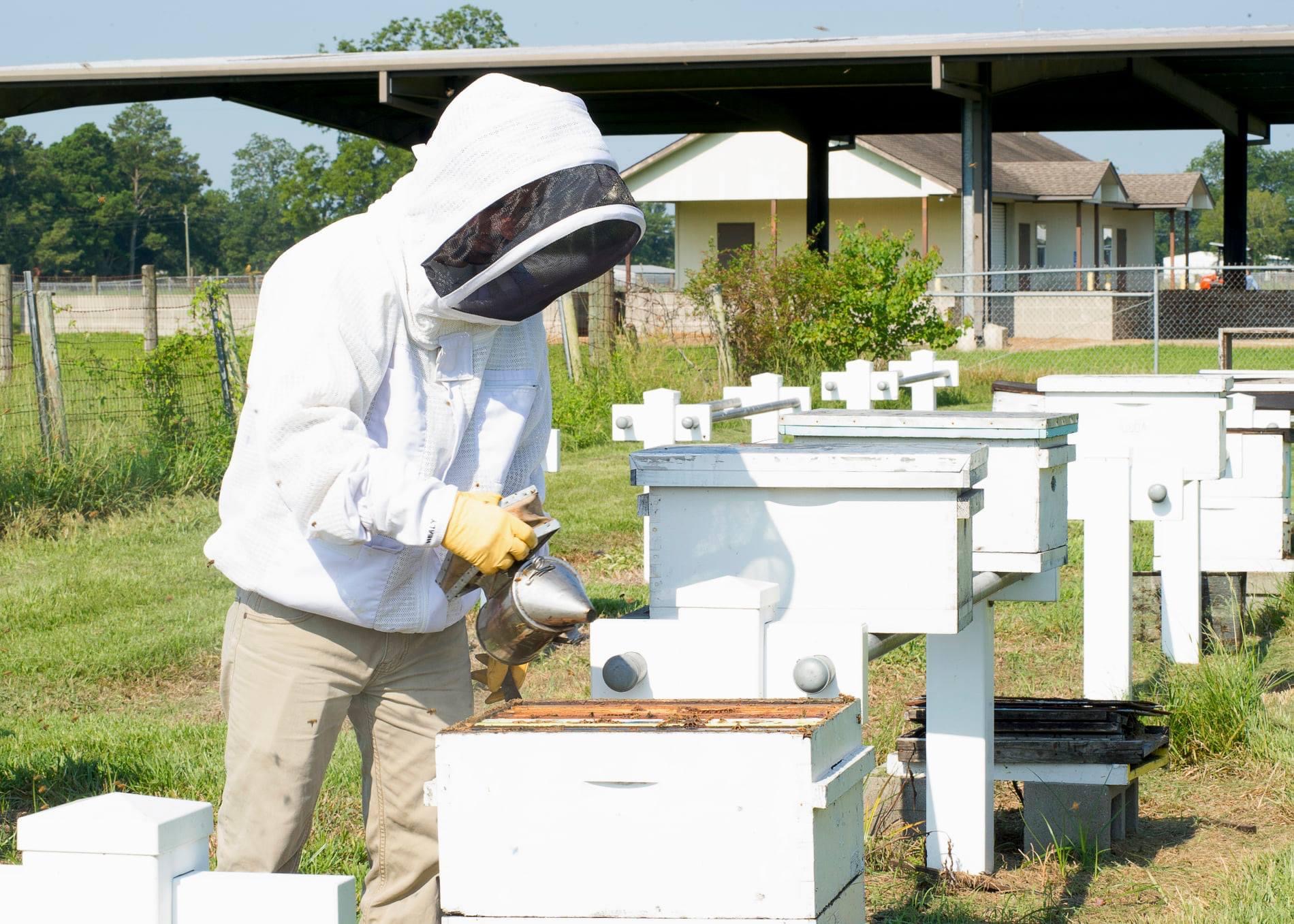 What’s the buzz? Working with mosquito control to protect honey bees 