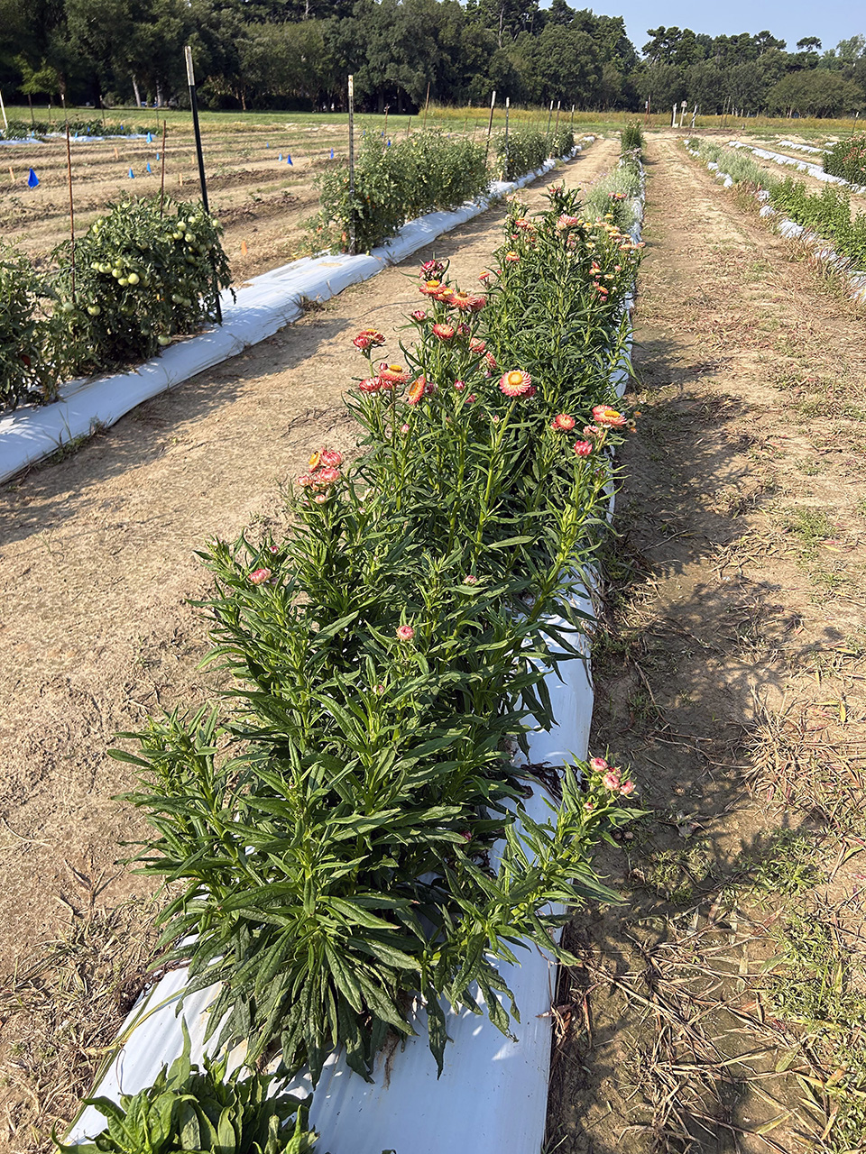 Rows of red flowers grows in a garden.