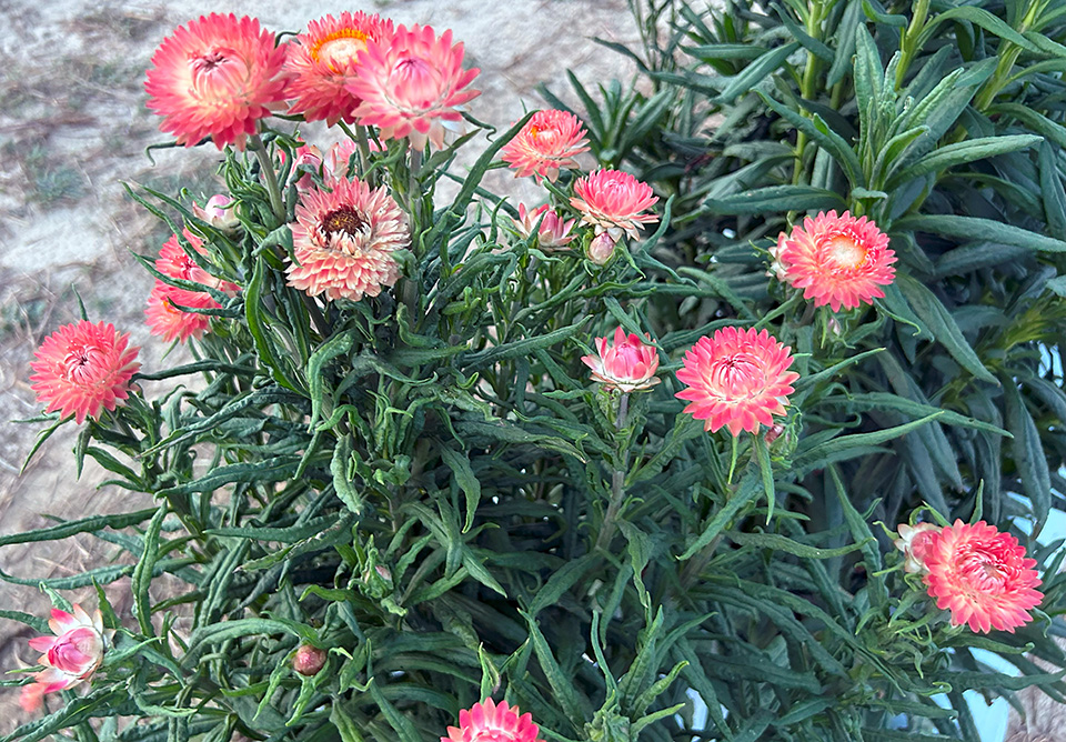 A cluster of reddish-pink flowers grows.