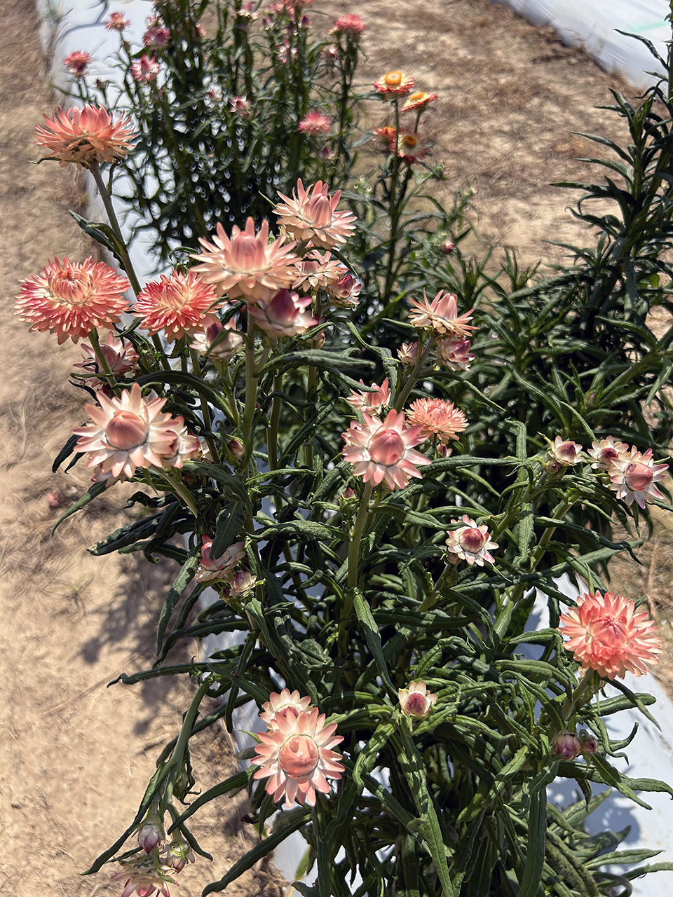 A row of reddish-pink flowers grows in a garden.