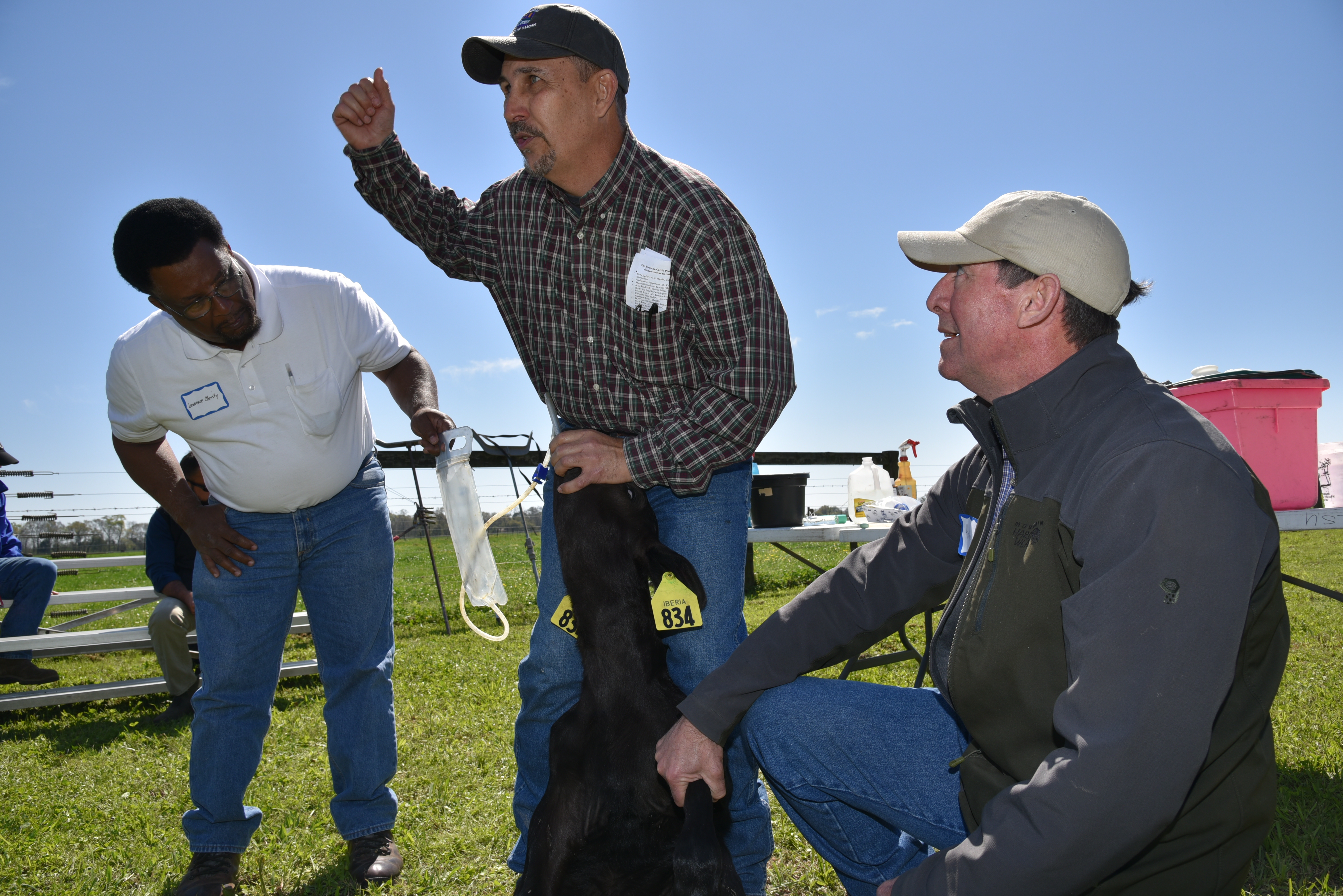 Calf care highlights cattle field day 