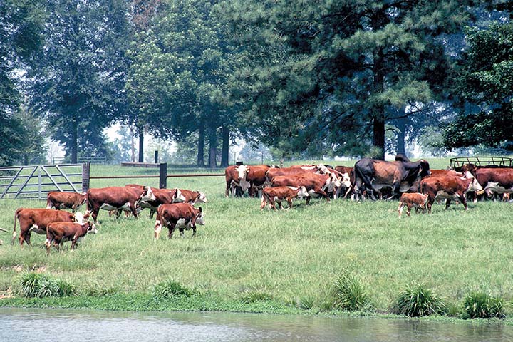 Raising cattle among trees